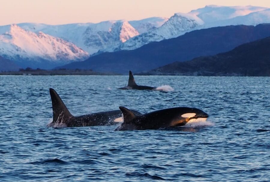 Skjervøy: Whale and Orca Watching Tour by RIB Boat - Practical Details Before You Book
