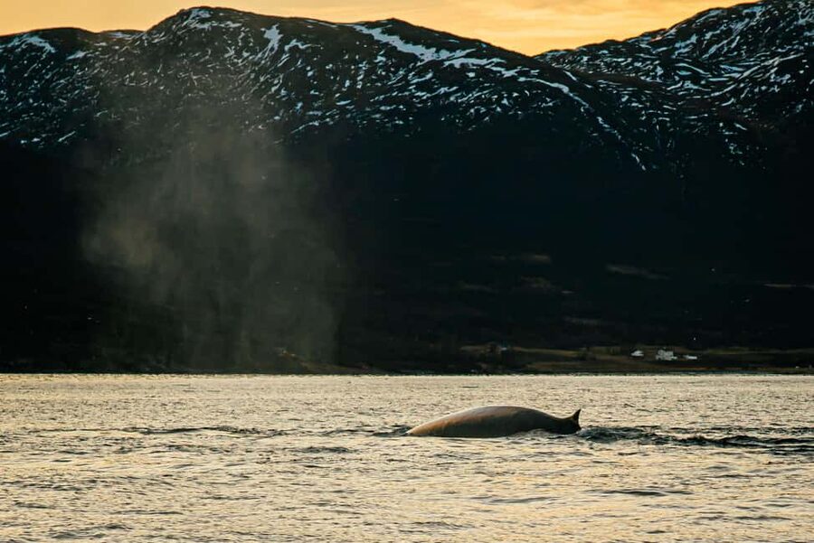 Skjervøy: Whale Watching with RIB Boat and Local Guide - Key points to know before you go