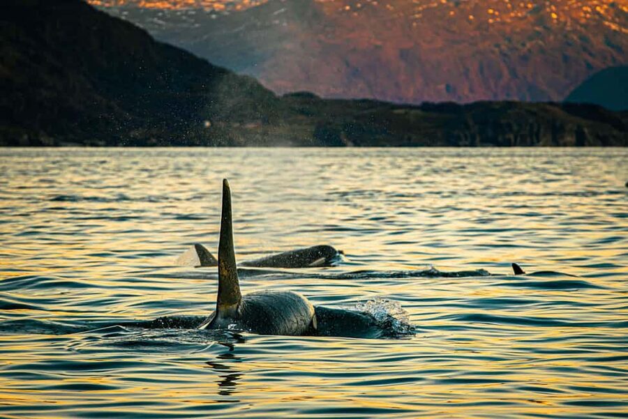 Skjervøy: Whale Watching with RIB Boat and Local Guide - Why Skjervøy is now the place to watch whales