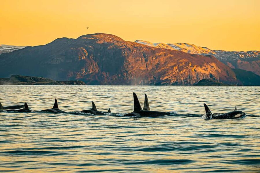Skjervøy: Whale Watching with RIB Boat and Local Guide - The Tromsø connection takes real planning