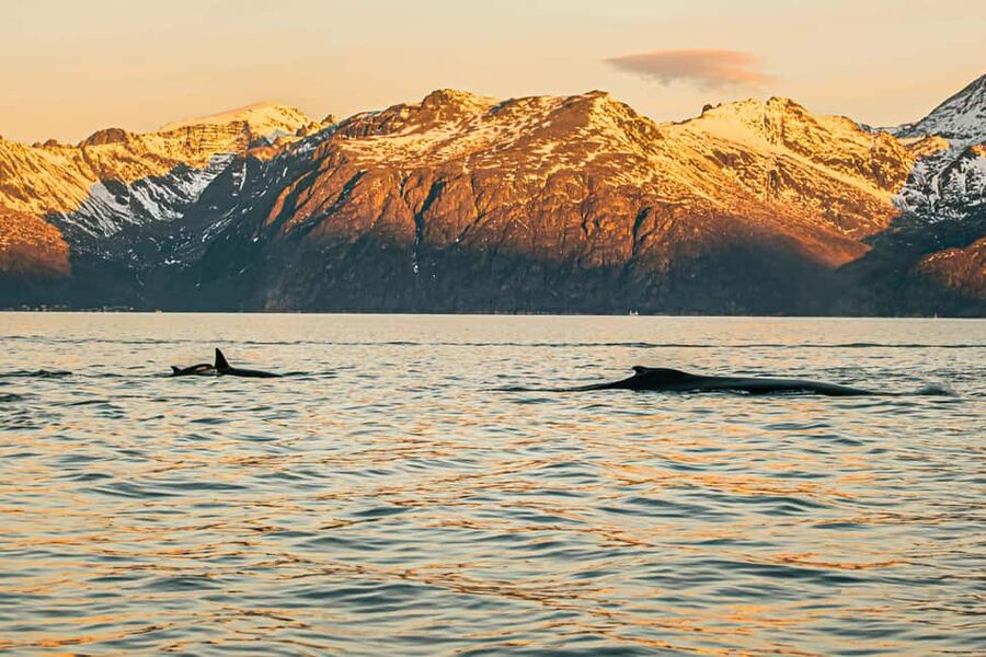 Skjervøy: Whale Watching with RIB Boat and Local Guide - Watching orcas feed and communicate