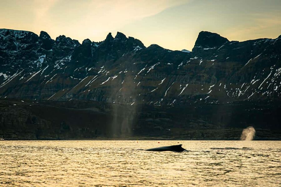 Skjervøy: Whale Watching with RIB Boat and Local Guide - The guide makes a major difference