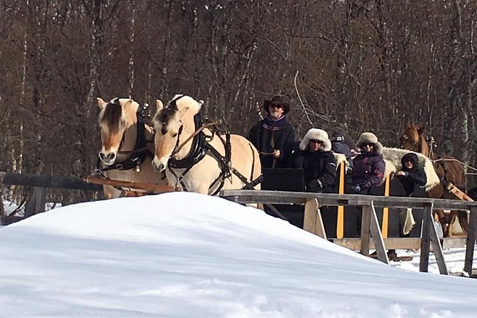 Sleigh Ride w/ snacks - Experience Arctic Farm Life - From Alta to a family farm outside town