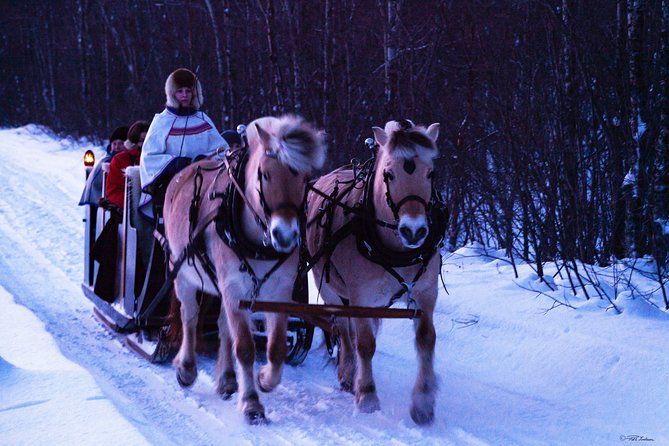 Sleigh Ride w/ snacks - Experience Arctic Farm Life - The 30 to 40 minute ride behind Norwegian Fjord horses