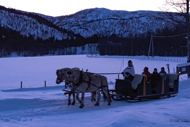 Sleigh Ride w/ snacks - Experience Arctic Farm Life - Meeting the sheep, horses, and farm animals