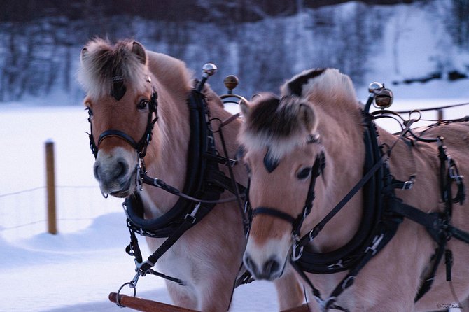 Sleigh Ride w/ snacks - Experience Arctic Farm Life - Choosing the right season for the ride