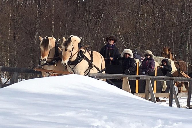 Sleigh Ride w/ Tapas Meal - Experience Arctic Farm Life - Meeting sheep and the animals of a real farm