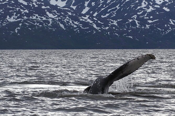 Small group Whale watching - Why the Altafjord makes this a special whale trip