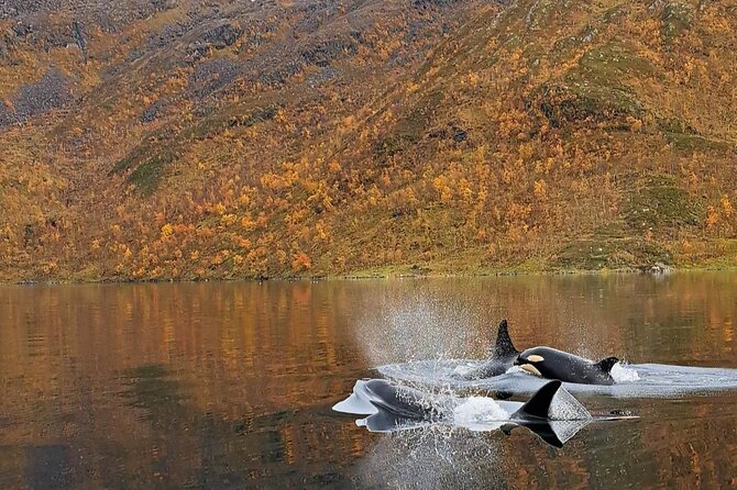 Small group Whale watching - Three hours searching the Altafjord for whales