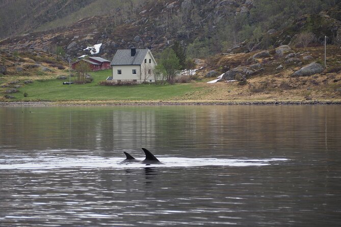 Small group Whale watching - Warm clothes, snacks, and the practical value of the package