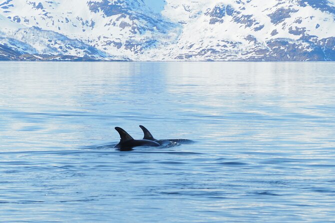 Small group Whale watching - Who will get the most from this outing