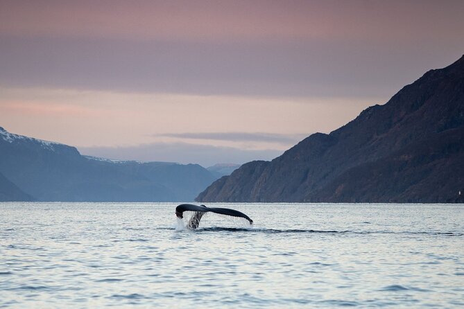 Small Group Whale Watching by RIB - Why Altafjord makes a fine whale-watching setting