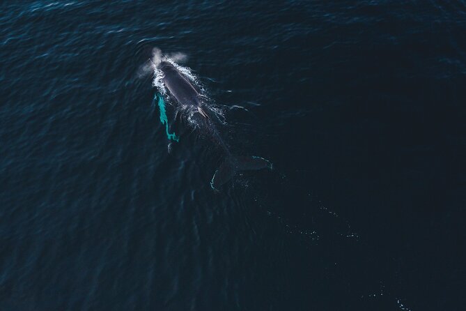 Small Group Whale Watching by RIB - Looking for orcas, humpbacks, and fin whales