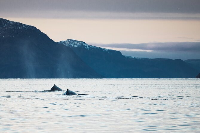 Small Group Whale Watching by RIB - Responsible wildlife watching on a fast boat