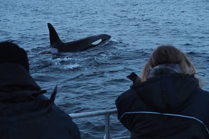 Small group Whale watching - The minibus ride to the changing launch point