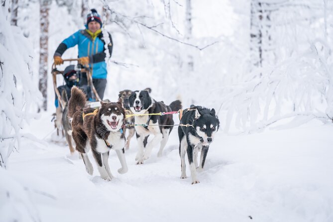 Small Group Wilderness Husky Sledding 2h from Tromsø (car needed) - Taking the reins instead of riding along