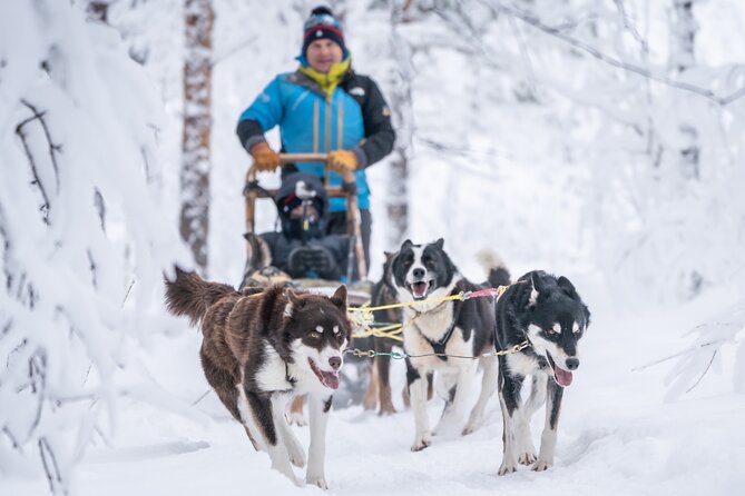 Small Group Wilderness Husky Sledding 2h from Tromsø (car needed) - What driving the sled really involves