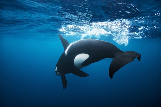 Snorkeling with Orcas In Norway, 4 days All-Inclusive expedition - Key points before you book