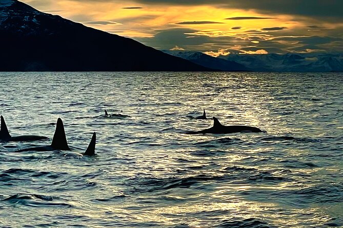 Snorkeling with Orcas In Norway, 4 days All-Inclusive expedition - The crew: Nick and Håkon