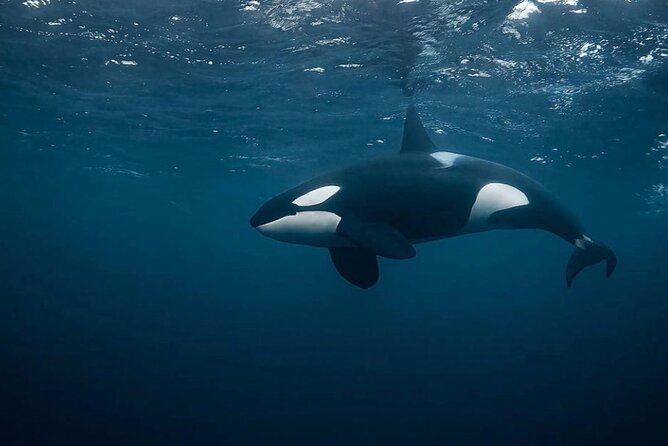 Snorkeling with Orcas In Norway, 4 days All-Inclusive expedition - Searching for orcas and humpback whales