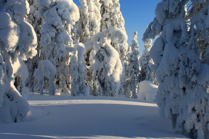 Snowshoe in a Winter Forest - What the $146.65 price delivers