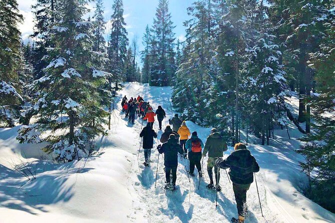 Snowshoe Tour in Winter Wonderland - Oslo - Warm Drinks, Wildlife, and What Is Really Included