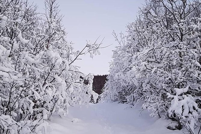 Snowshoeing With A View - Key points to know before you book