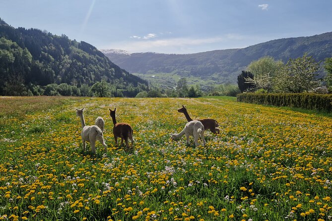 Steim Farm Experience in Vik, Norway - Why Steim Farm is different from a standard animal visit