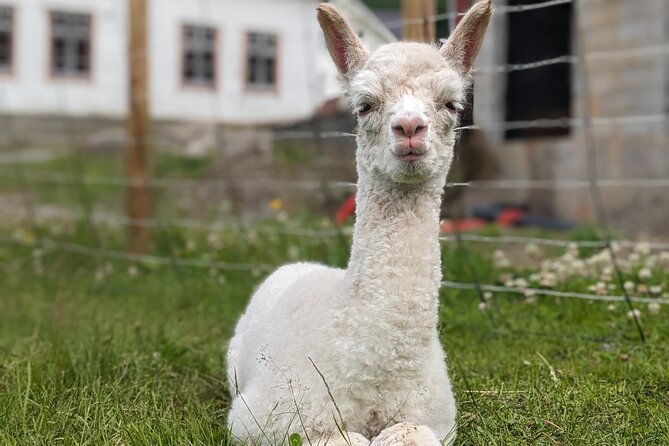 Steim Farm Experience in Vik, Norway - Meeting alpacas, ducks, goats, sheep, and horses