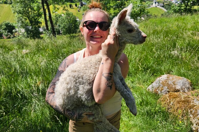 Steim Farm Experience in Vik, Norway - Price, time, and what you receive