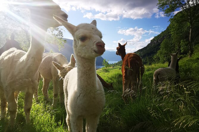Steim Farm Experience in Vik, Norway - Who will enjoy this farm visit most