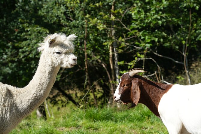 Steim Farm Experience in Vik, Norway - Walking the fields and seeing how the farm works