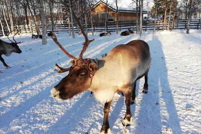 Stockholm Christmas Tour and Food Tasting Experience - Skeppsbrokajen and the world’s tallest natural Christmas tree