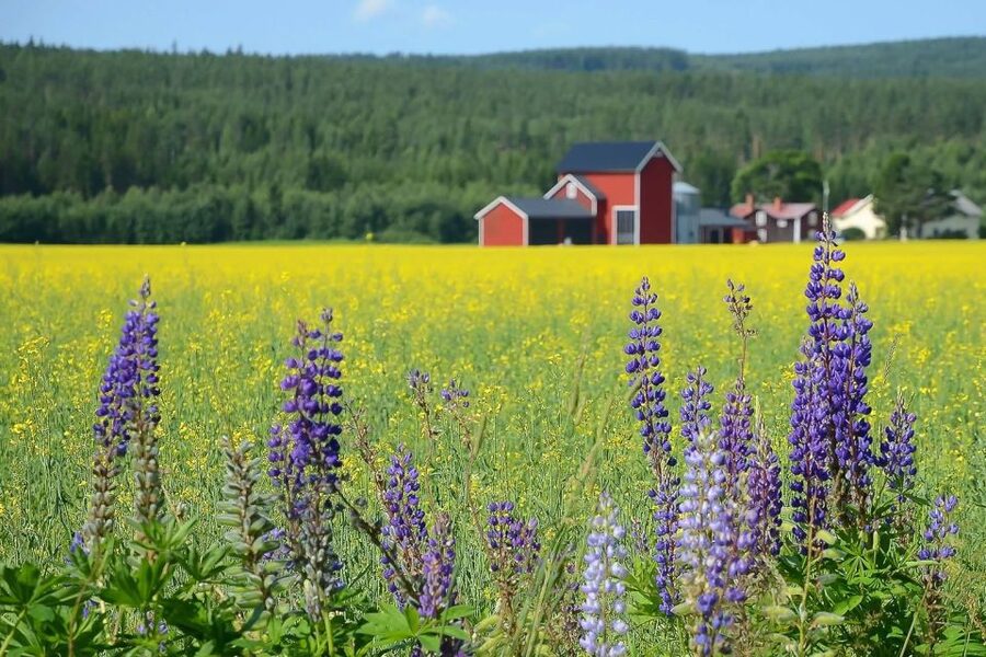Stockholm: Evening Wildlife Safari with Midsummer Meal - Key points at a glance