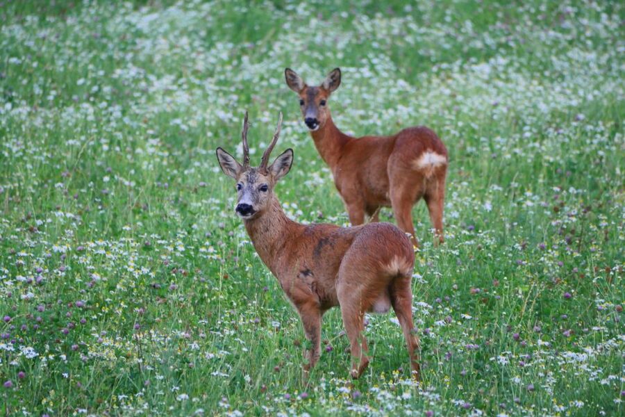 Stockholm: Evening Wildlife Safari with Midsummer Meal - Why this is more than a moose-spotting drive