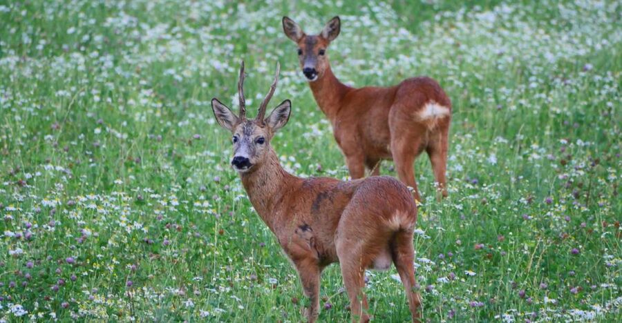 Stockholm: Evening Wildlife Safari with Midsummer Meal - The forest walk and first look at rural Sweden