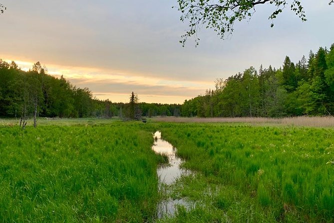 Stockholm: Sunset Hike in Tyresta National Park with Meal - Key points to know before you book