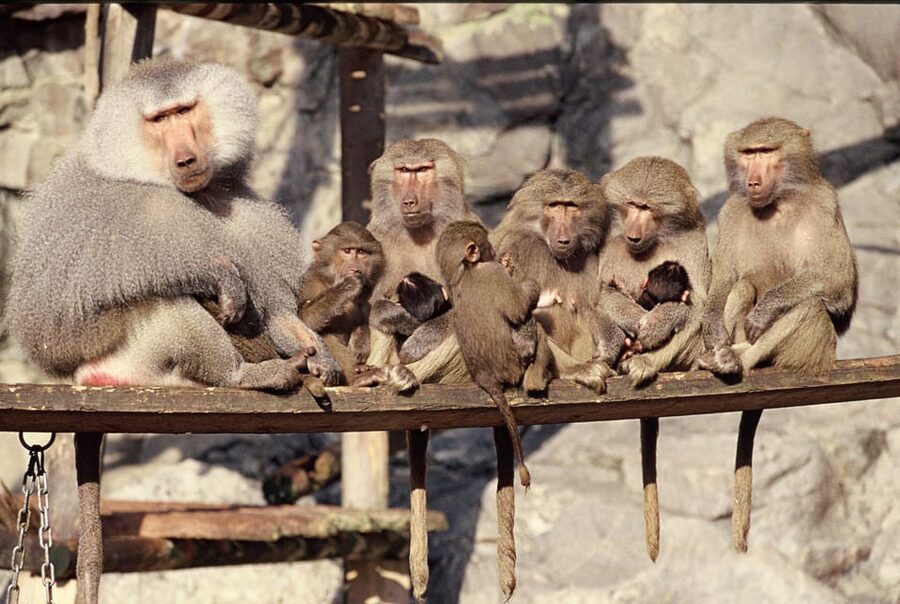 Stockholm: The Skansen Aquarium Entry Ticket - Access, timing, and booking flexibility