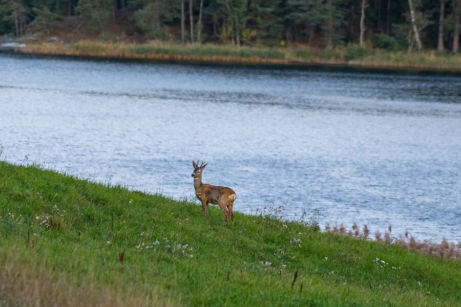 Stockholm: Wildlife Safari - The forest after sunset
