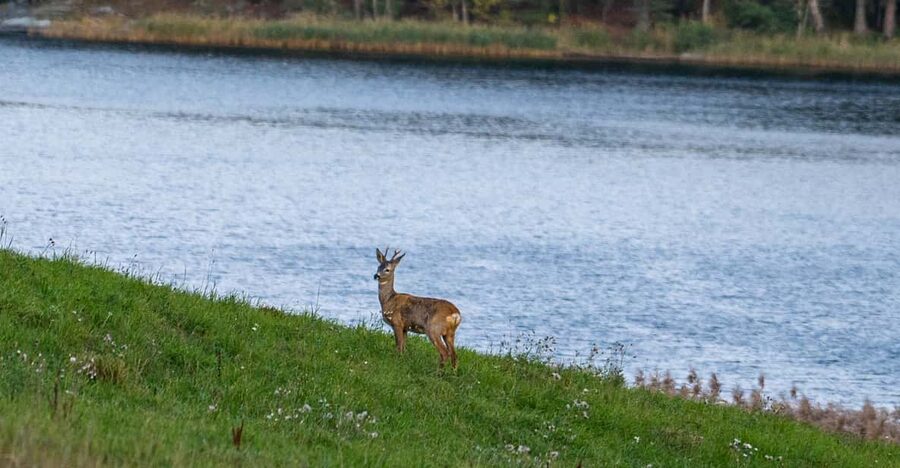 Stockholm: Wildlife Safari - How much value do you get for $151?