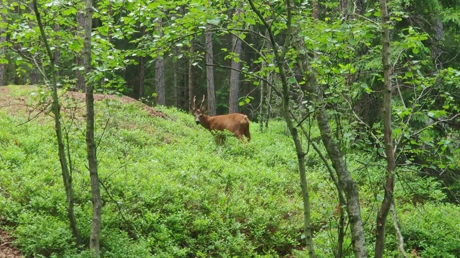 Stockholm: Wildlife Safari - Who should book this Stockholm safari?
