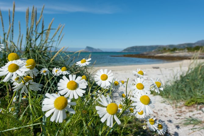 Summer Fjord Road Trip with Citizen Science with Wandering Owl - Wildlife, photography, and the value of a good guide