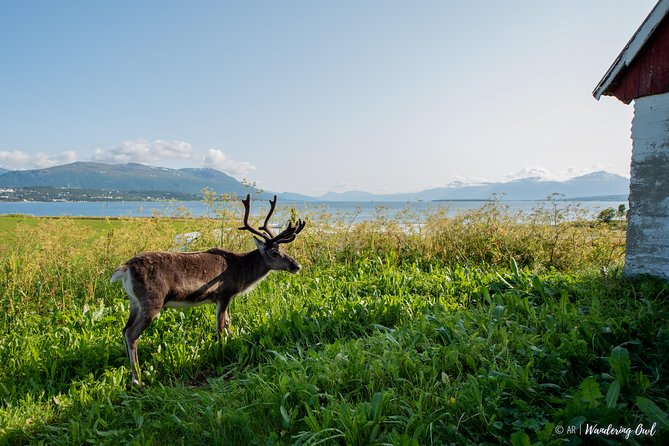 Summer Fjord Road Trip with Citizen Science with Wandering Owl - Who should book this Kvaløya road trip?