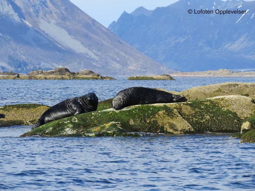 Summer Snorkeling with Grey Seals - Key points before you book