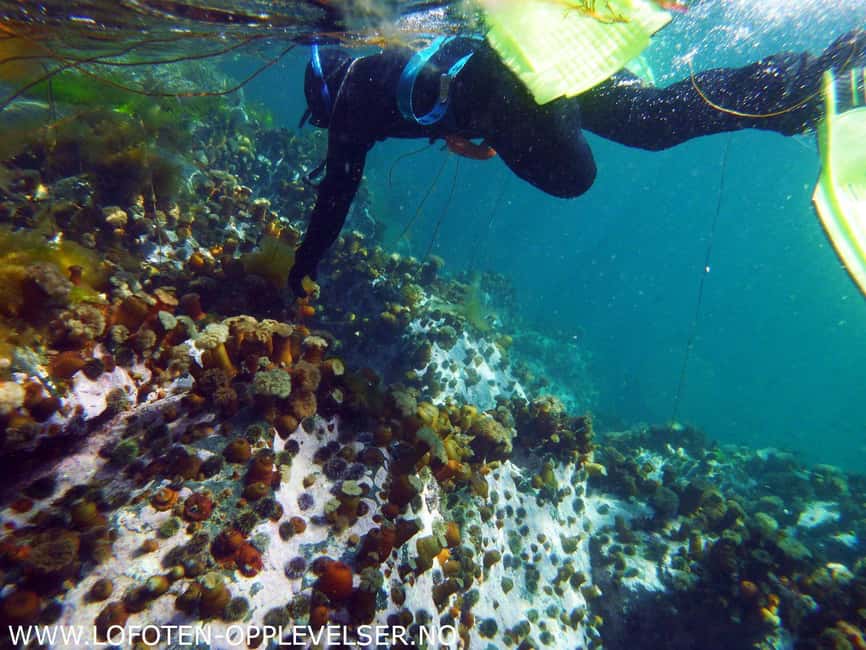 Summer Snorkeling with Grey Seals - Why snorkeling in Lofoten feels so unusual