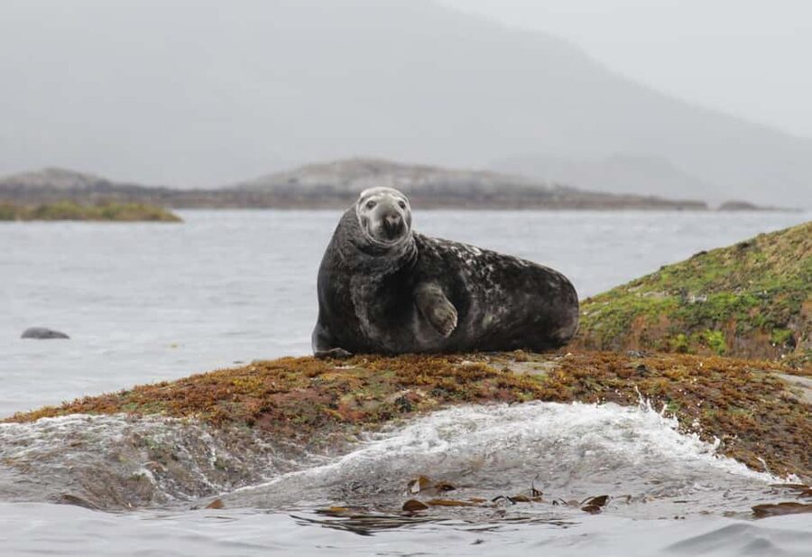 Summer Snorkeling with Grey Seals - The 30-minute safety briefing