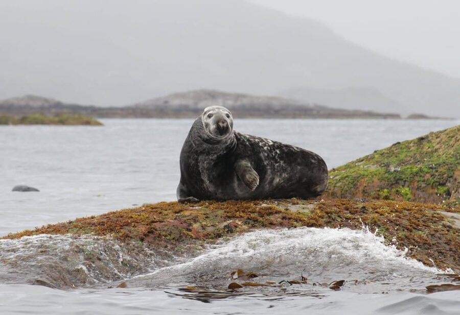 Summer Snorkeling with Grey Seals - Who will enjoy this most