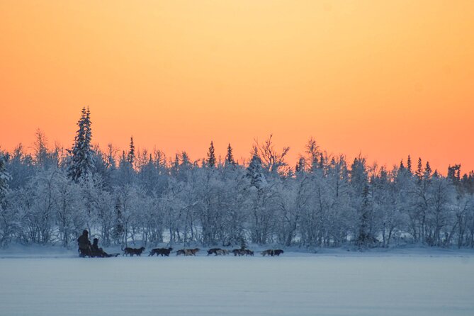 Sunrise Zen Husky Tour (10:00 to 13:00 - sitting on the sled) - A quiet start in Kiruna’s winter woods
