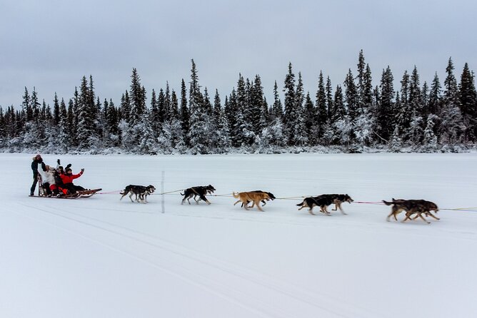 Sunrise Zen Husky Tour (10:00 to 13:00 - sitting on the sled) - Meeting the 12 to 14 Alaskan Huskies