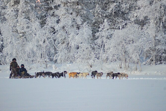 Sunrise Zen Husky Tour (10:00 to 13:00 - sitting on the sled) - Sitting in the sled, not driving it